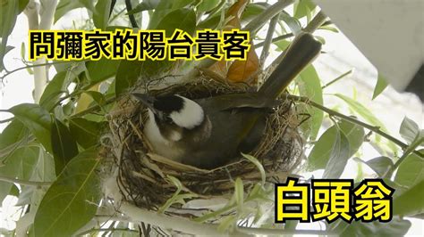 鳥在陽台築巢|事發南昌！鳥竟然在陽台上築巢，走進一看不簡單！大有來頭……